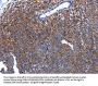 HSPD1 Antibody
