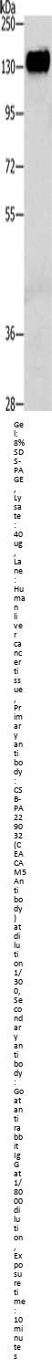 CEACAM5 Antibody