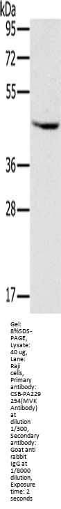MVK Antibody