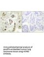 HSPD1 Antibody