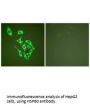 HSPD1 Antibody