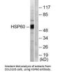 HSPD1 Antibody