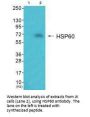 HSPD1 Antibody