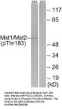 Phospho-STK4 (Thr183) Antibody