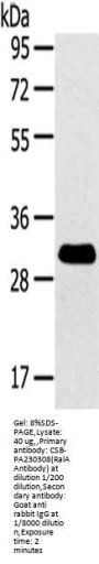 RALA Antibody