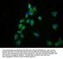 GPR98 Antibody
