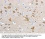 HCN4 Antibody
