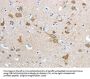 HCN4 Antibody