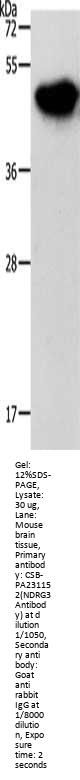NDRG3 Antibody