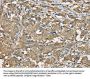 SERPINA11 Antibody
