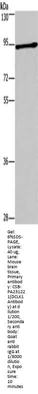 DCLK1 Antibody