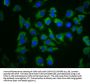 PDE6C Antibody