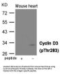 Phospho-CCND3 (Thr283) Antibody