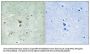 Phospho-RIPK2 (Ser176) Antibody