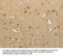 MCM4 Antibody