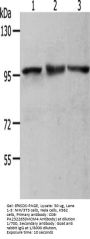 MCM4 Antibody