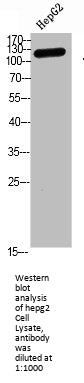 TERT Antibody