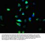 TMEM2 Antibody