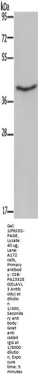 ELAVL3 Antibody