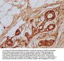 TTLL3 Antibody