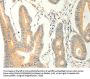 ERG Antibody