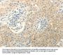 ERG Antibody
