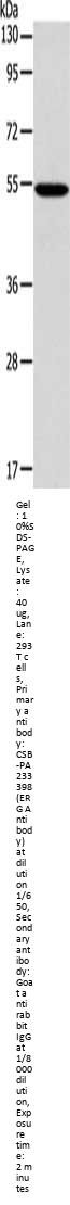 ERG Antibody