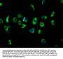 ATP13A2 Antibody
