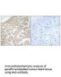 RRAD Antibody