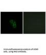 RRAD Antibody