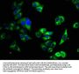 ATP2B4 Antibody