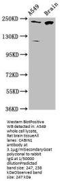 CABIN1 Antibody