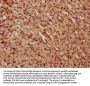 COG6 Antibody
