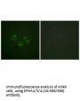 EPHA2/EPHA3/EPHA4 (Ab-588/596) Antibody
