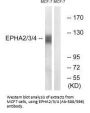 EPHA2/EPHA3/EPHA4 (Ab-588/596) Antibody