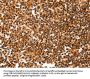 YWHAQ Antibody