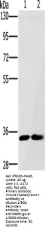 FAIM2 Antibody