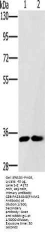 FAIM2 Antibody