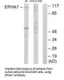 EPHA7 Antibody