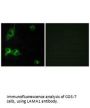LAMA1 Antibody