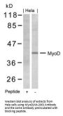 MYOD1 (Ab-200) Antibody