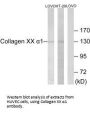 COL20A1 Antibody