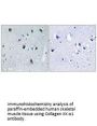 COL20A1 Antibody