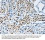 KDM1A Antibody