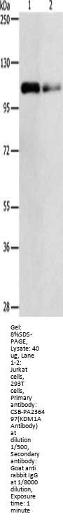 KDM1A Antibody