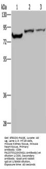 KCNQ1 Antibody
