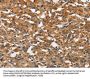BLK Antibody