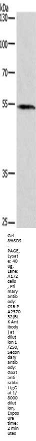 BLK Antibody
