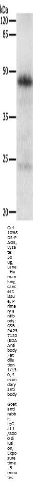 EDA Antibody