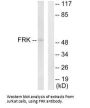 FRK Antibody